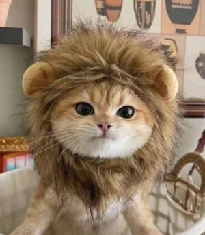 Interesting pet wigs and headpieces